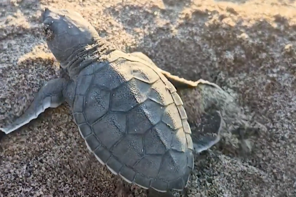 Akyatan&rsquo;da deniz kaplumbağaları i&ccedil;in seferberlik