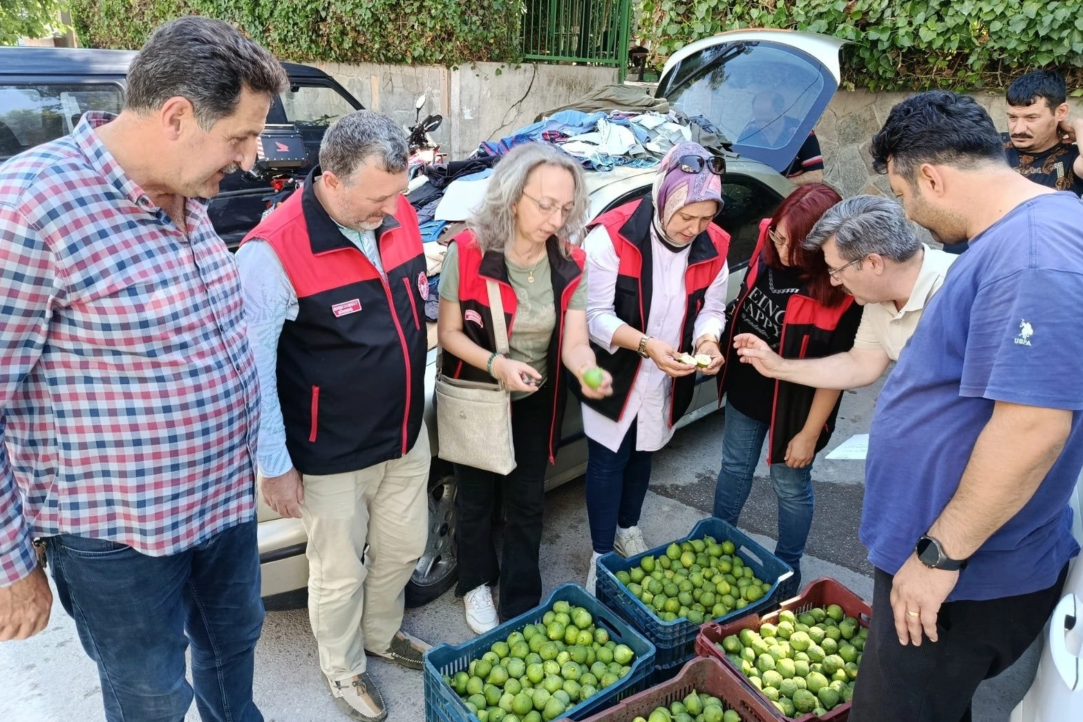 Bursa siyah inciri i&ccedil;in ilek kontrolleri tamamlandı