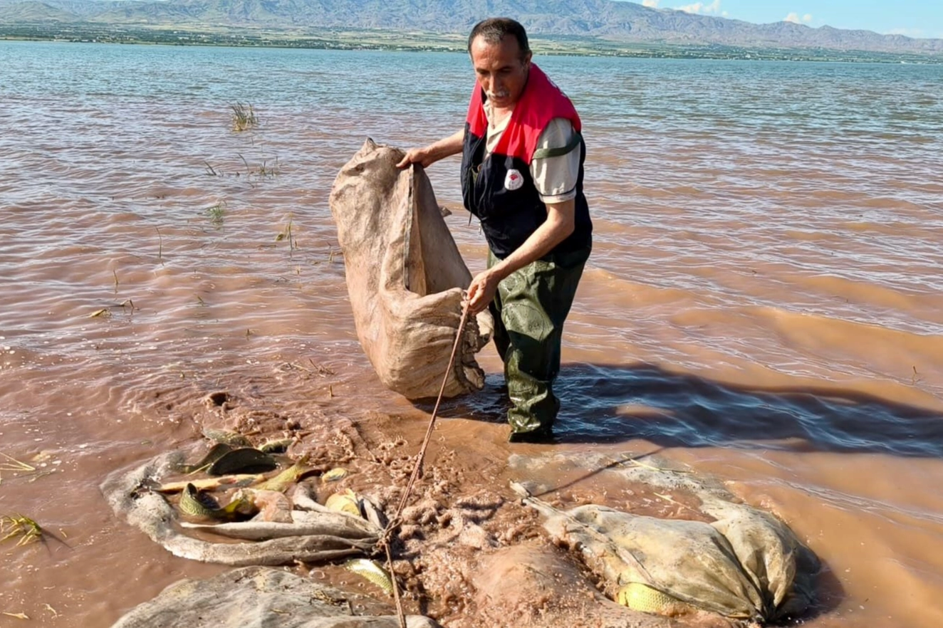 Keban Baraj G&ouml;l&uuml;&rsquo;nde 700 kilo canlı sazan kurtarıldı!