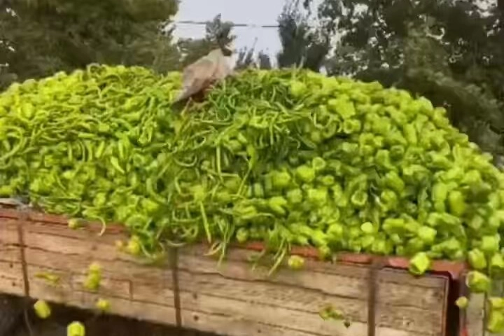 Bursa'daki &ldquo;biber&rdquo; g&ouml;r&uuml;nt&uuml;lerine bakanlıktan yalanlama