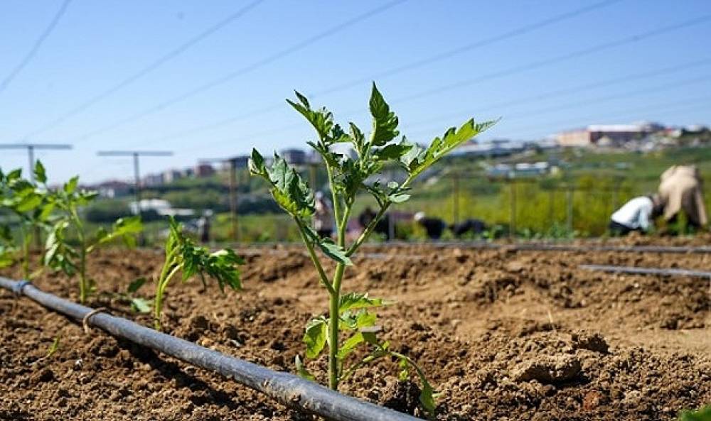 Yaşam Bah&ccedil;esi'nde Yazlık Fideler Toprakla Buluştu