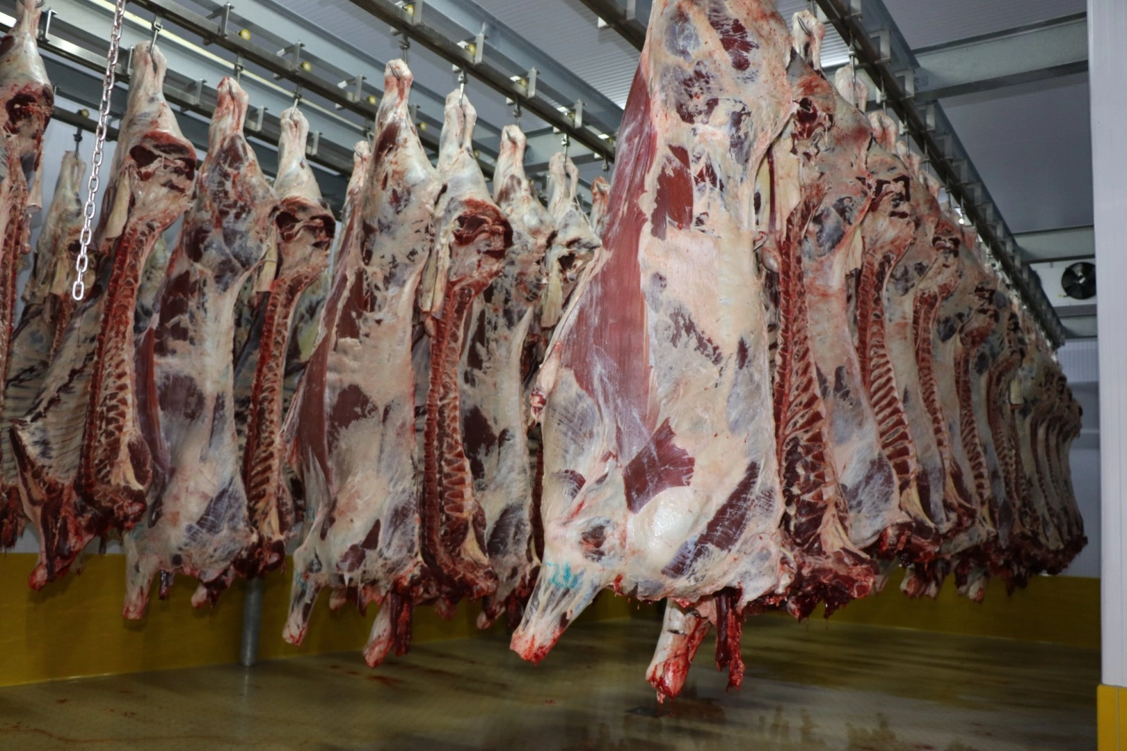 Kocaeli Mezbahası&rsquo;nda 6 bin 29 kesim yapıldı