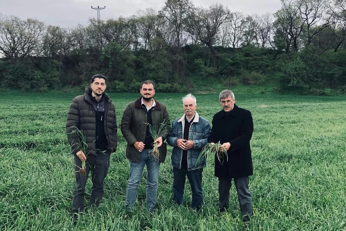 Keşan'da yağışlar verimi artırdı, hastalık riskini b&uuml;y&uuml;tt&uuml;