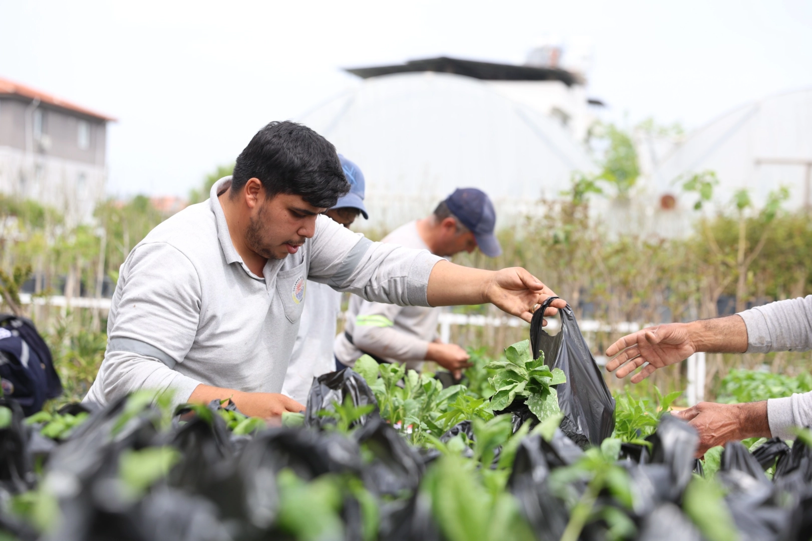 Muğla Dalaman&rsquo;da &uuml;reticilere fide desteği sağlandı