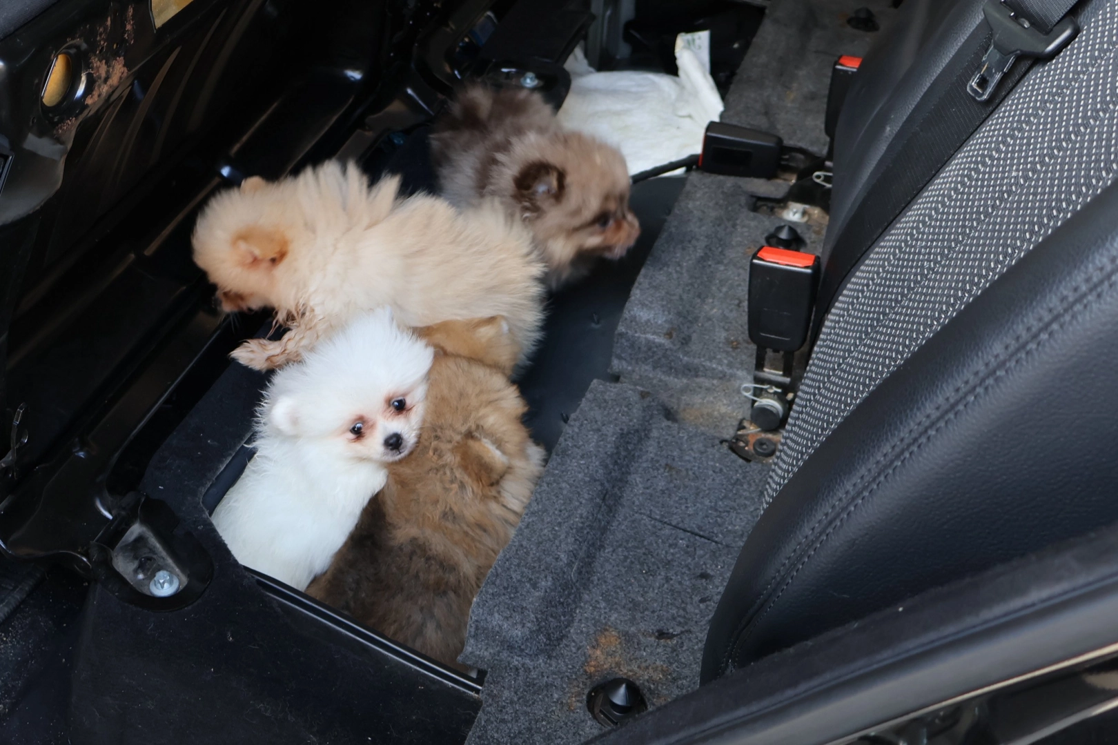 Kapıkule&rsquo;de ara&ccedil;ta gizlenen 5 yavru k&ouml;pek ele ge&ccedil;irildi
