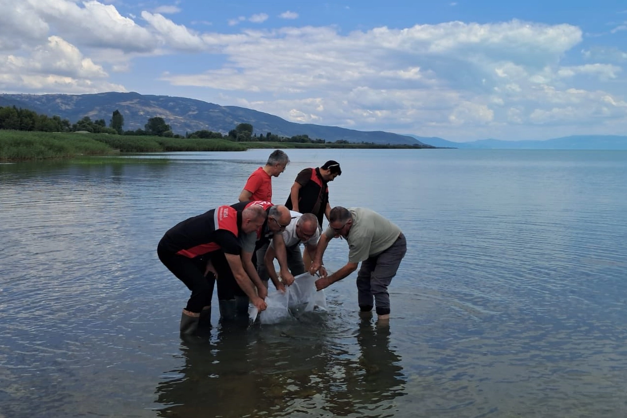 İznik G&ouml;l&uuml;'ne 2 bin 500 yayın balığı yavrusu bırakıldı