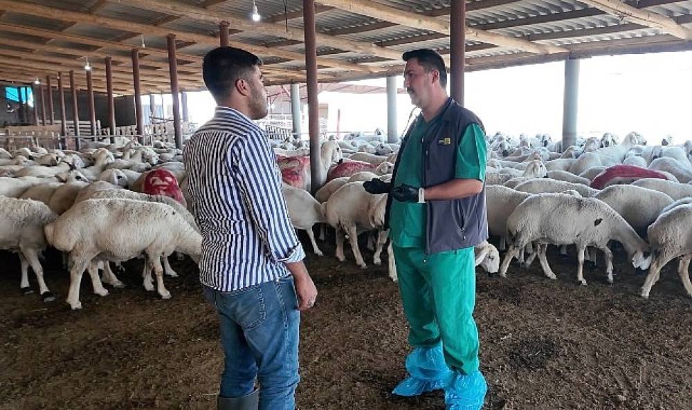 Konya B&uuml;y&uuml;kşehir'in Hayvan Yetiştiriciliği Eğitimleri &Uuml;reticiye G&uuml;&ccedil; Katıyor