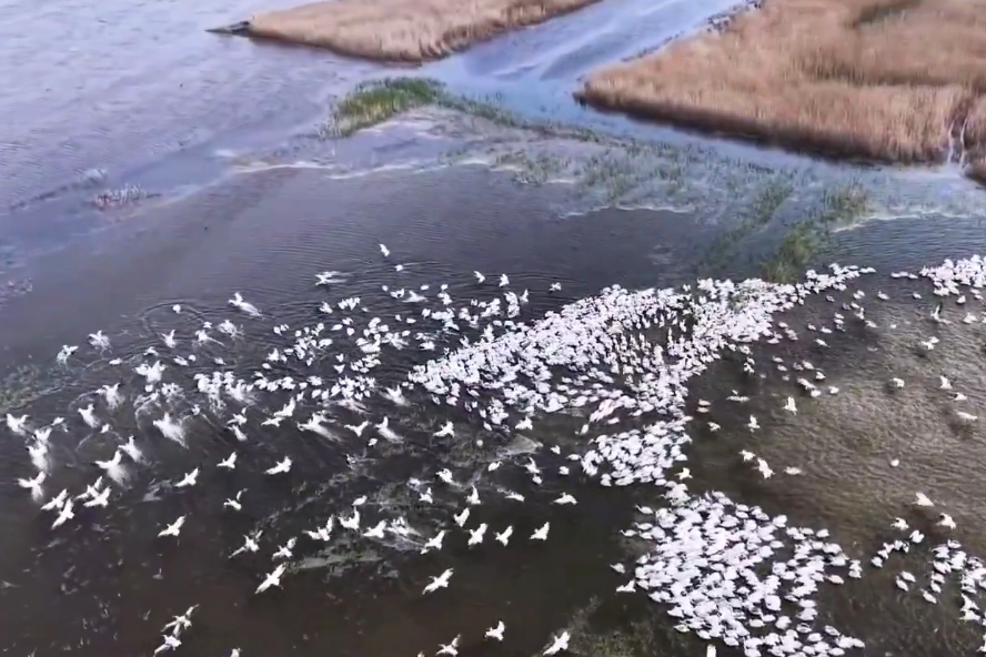 Kuşcenneti'nde g&ouml;rsel ş&ouml;len... Y&uuml;zlerce Tepeli Pelikan aynı anda suya indi