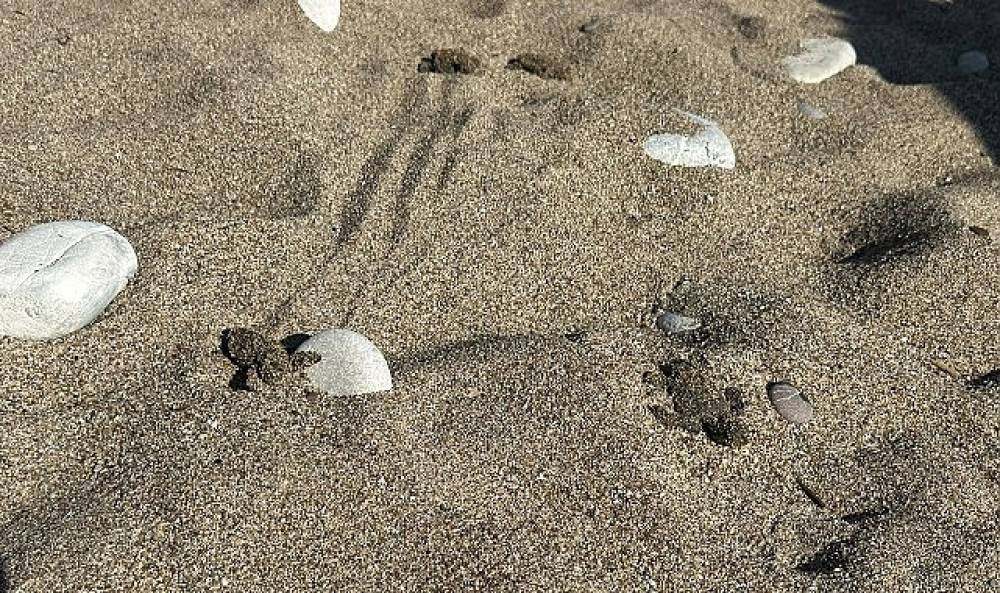 Kemer'de son caretta caretta yuvası a&ccedil;ıldı 